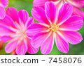 Levisia 7458076