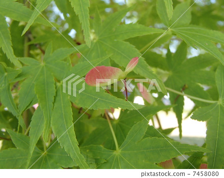 Iohamomiji的果實（4） 7458080