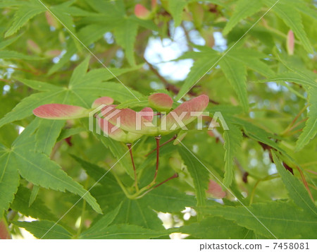 Iohamomiji的果實（5） 7458081