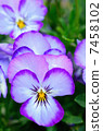 Viola 7458102
