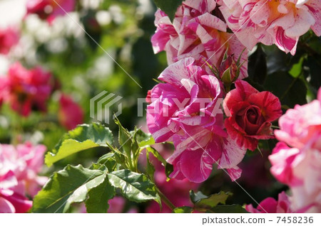 埃德加德加 7458236