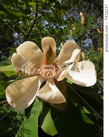 Wondrock（1） 7458237