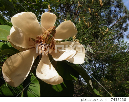 Lionoki（2） 7458238