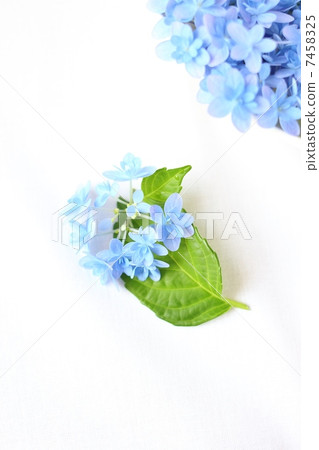 hydrangea   7458325