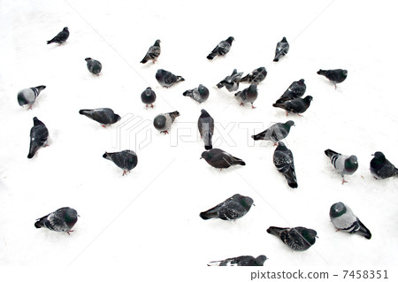 Pigeons Pigeons 7458351