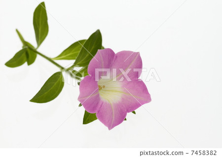 粉紅色的非個人牽牛花 7458382