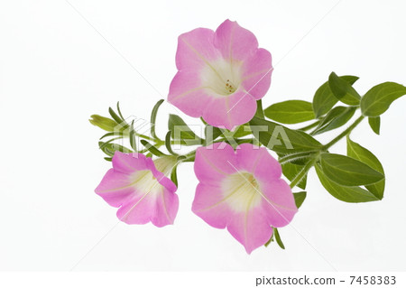 Pinkish Impersonal Morning Glory 7458383