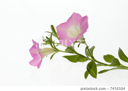 粉紅色的非個人牽牛花 7458384