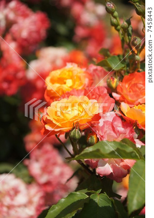 Rose Float Taiko Rose Float Taiko 7458443