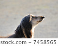 Afghan Hound 7458565