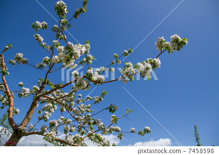 An apple flower An apple flower 7458598