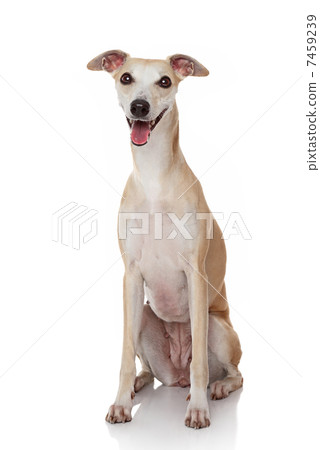 Happy dog portrait Happy dog portrait 7459239