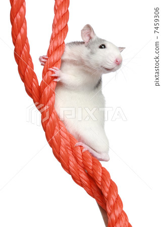 Rat on a rope Rat on a rope 7459306