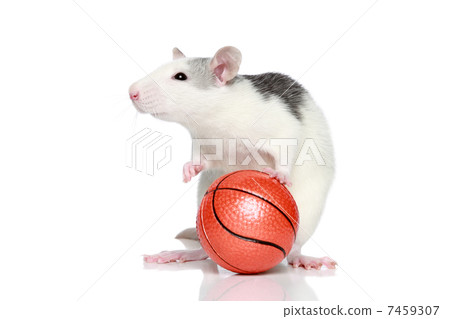 Rat with ball 7459307