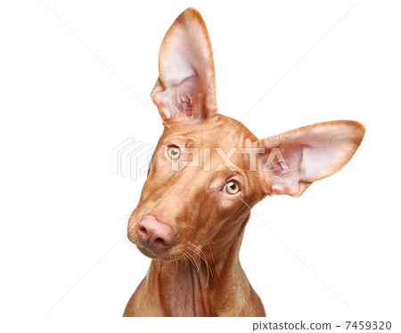 Pharaoh hound puppy. Close-up portrait 7459320
