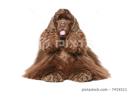 Chocolate American cocker spaniel Chocolate American cocker spaniel 7459321