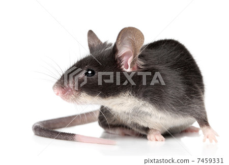 Mouse on white background Mouse on white background 7459331