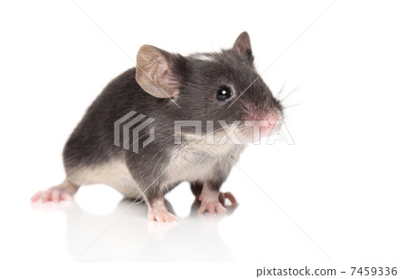 Little mouse posing 7459336