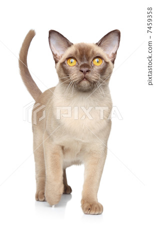 Burmese cat walking on white background Burmese cat walking on white background 7459358