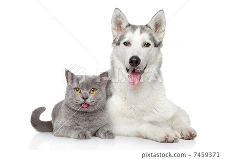Cat and dog together on a white background 7459371