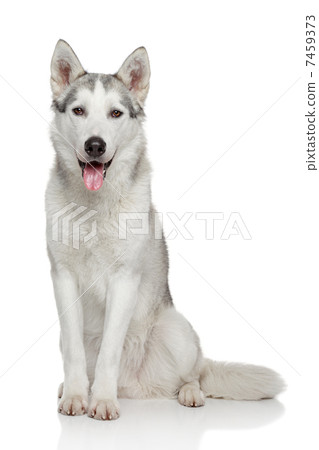 Siberian Husky on white background 7459373