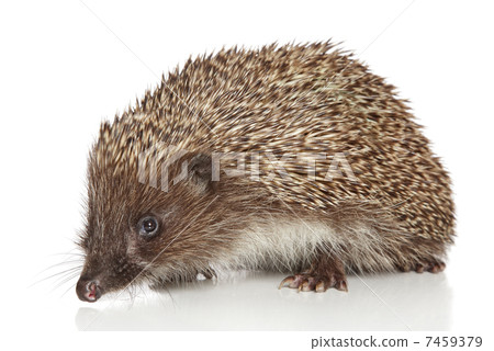 Hedgehog on white background 7459379