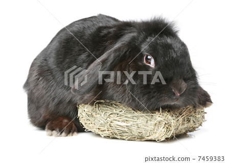 Black lop-eared rabbit 7459383