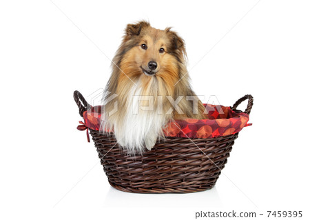 Shetland sheepdog on a white background Shetland sheepdog on a white background 7459395