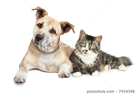 Staffordshire terrier puppy and cat Staffordshire terrier puppy and cat 7459396