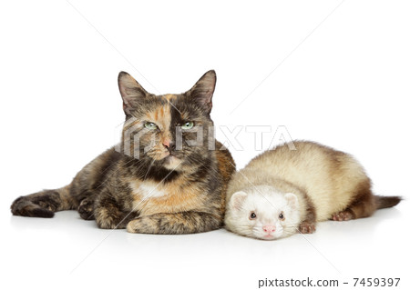 Cat and ferret on a white background Cat and ferret on a white background 7459397