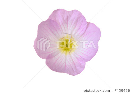 Evening blooming evening primrose 7459456