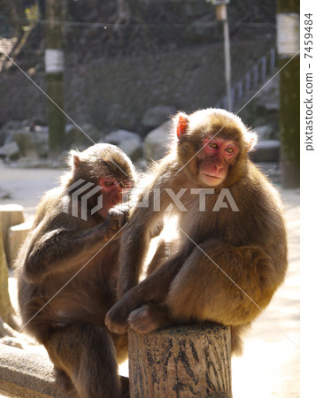 Removing parent-child fleas of monkeys 7459484