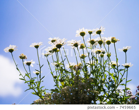 Chamomile 7459665