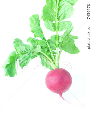 juicy red radish with green leaves isolated on white juicy red radish with green leaves isolated on white 7459678