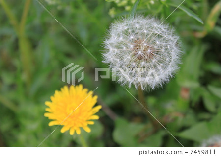 Warm weather 7459811