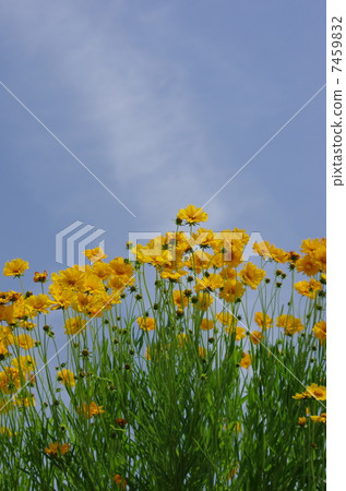 Kinkyigiku和藍天 7459832