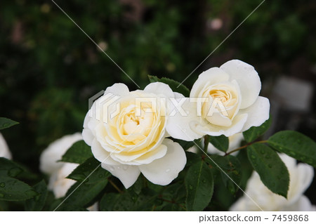 English Rose 7459868