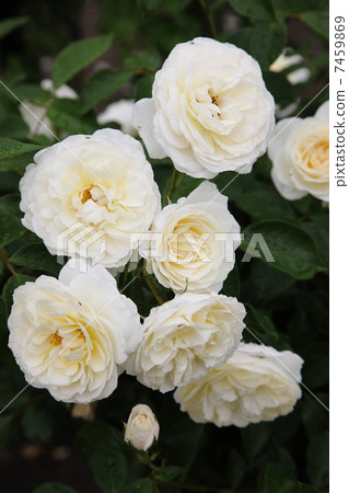 English Rose English Rose 7459869