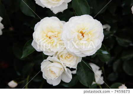 English Rose 7459873
