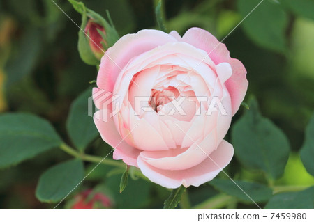 英國玫瑰 7459980