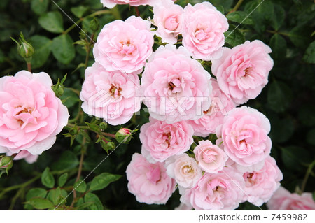 英國玫瑰 7459982