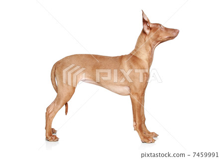 Pharaoh hound puppy in set Pharaoh hound puppy in set 7459991