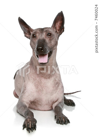 Peruvian hairless dog on a white background Peruvian hairless dog on a white background 7460024