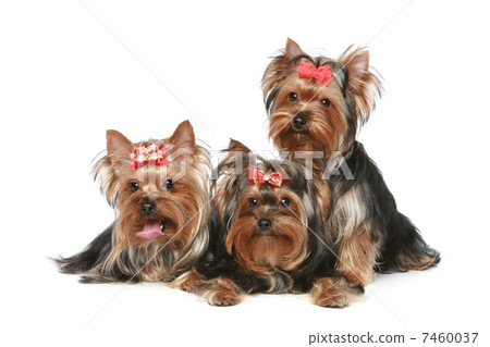 Yorkshire Terrier Puppies on a white background Yorkshire Terrier Puppies on a white background 7460037