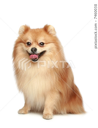 Spitz puppy sits on a white background Spitz puppy sits on a white background 7460038
