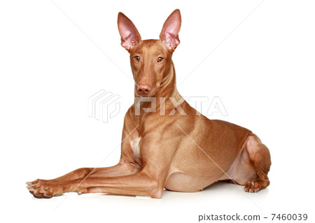 Pharaoh hound lying on a white background Pharaoh hound lying on a white background 7460039