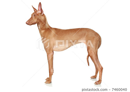 Pharaoh Hound on a white background Pharaoh Hound on a white background 7460040