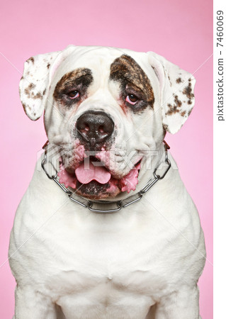 American Bulldog. Portrait on a pink background American Bulldog. Portrait on a pink background 7460069