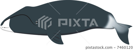 Bow polar whale Bow polar whale 7460120