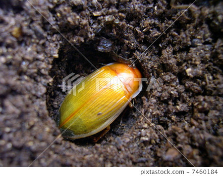 Sharp Gengowodopsis 7460184